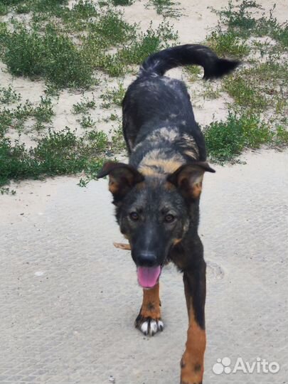 Фенотип бельгийской