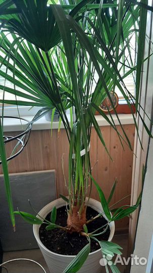 Пальма веерная