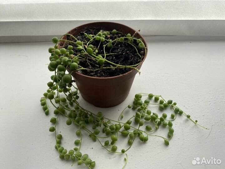 Крестовник роули