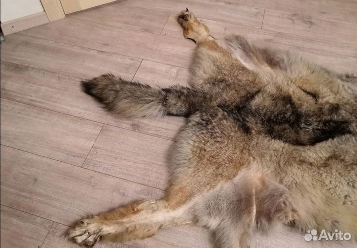 Шкура волка