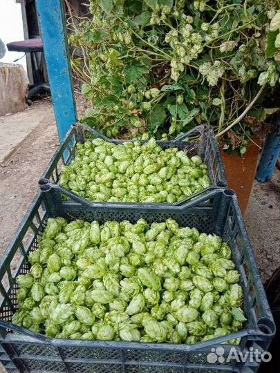 Шишки хмеля