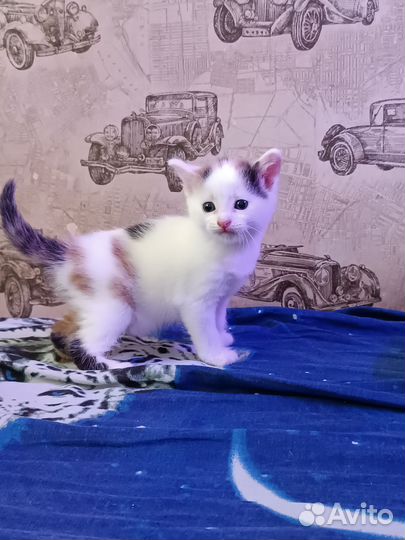 Отдам в добрые руки