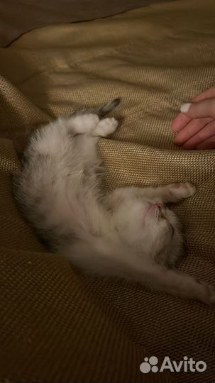 Кошка вислоухая