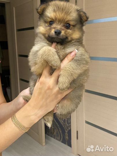 Щенки шпица