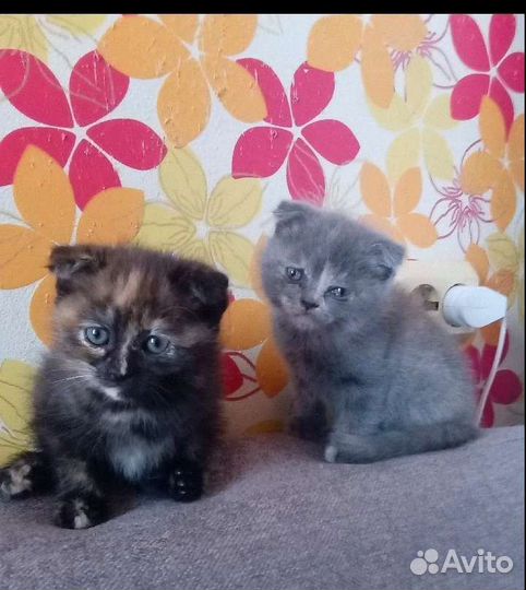 Отдам прекрасных котят