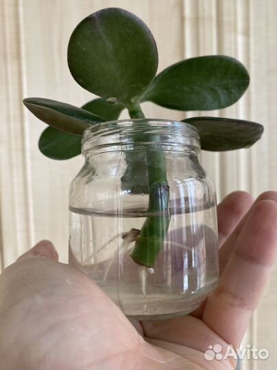 Толстянка денежное дерево