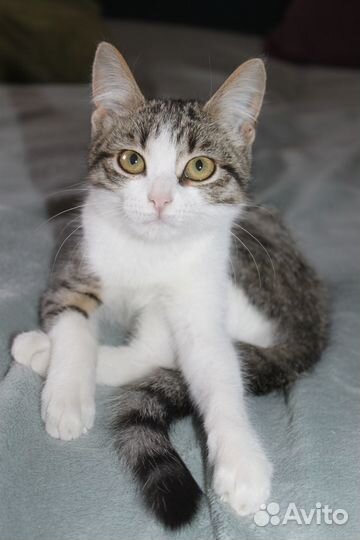 Котенок девочка