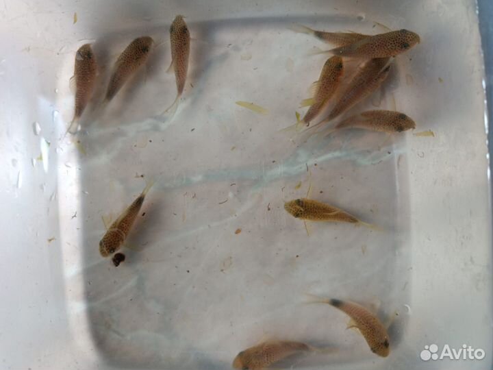 Коридорасы сомы