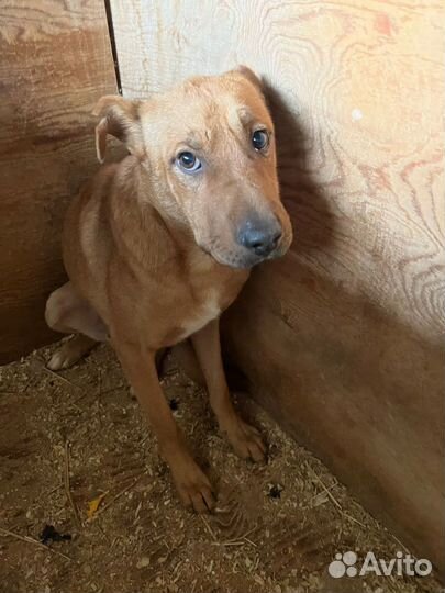 Пёс станет преданным другом