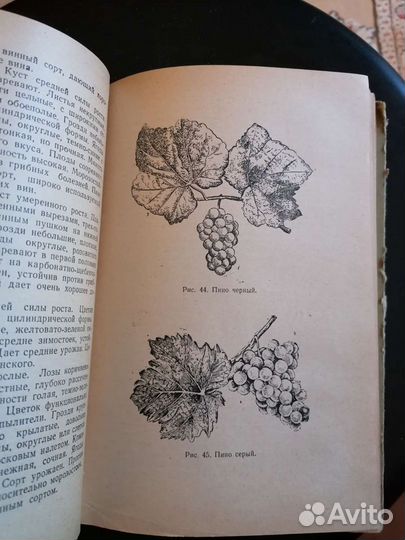 Приусадебный сад. В. К. Левошин