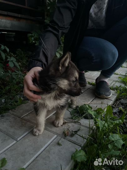 Щенок в добрые руки бесплатно