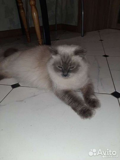 Шотландские вислоухие котята