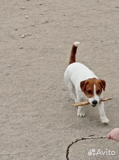 Питомник дрт