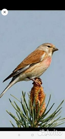 Чижи щеглы певчие птицы