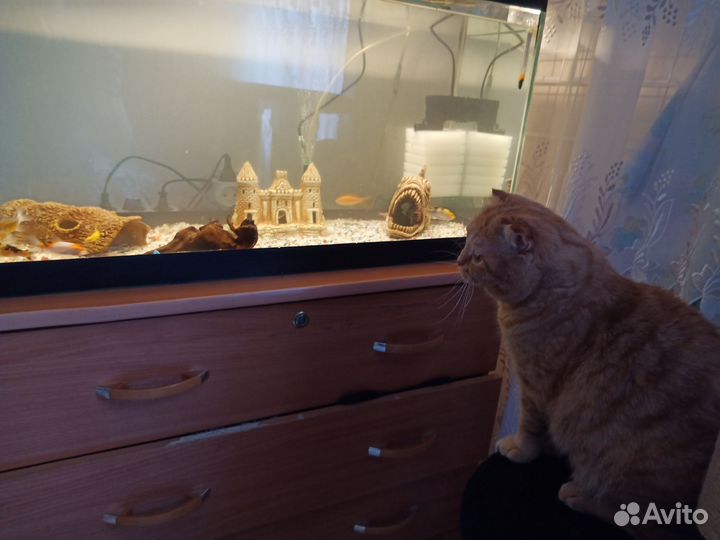 Аквариум 100л