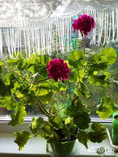 Герань пеларгония