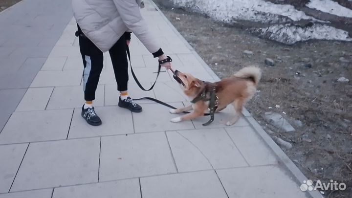 Собака в добрые руки