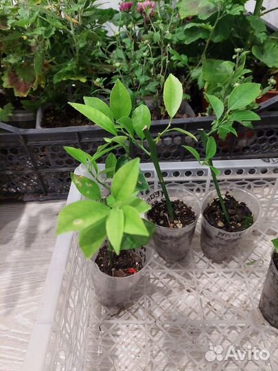 Плодоносящие лимоны