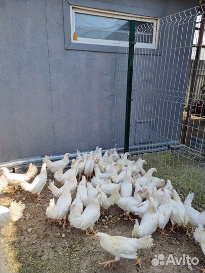 Куры молодки несушки,суточные бройлеры,индюшата