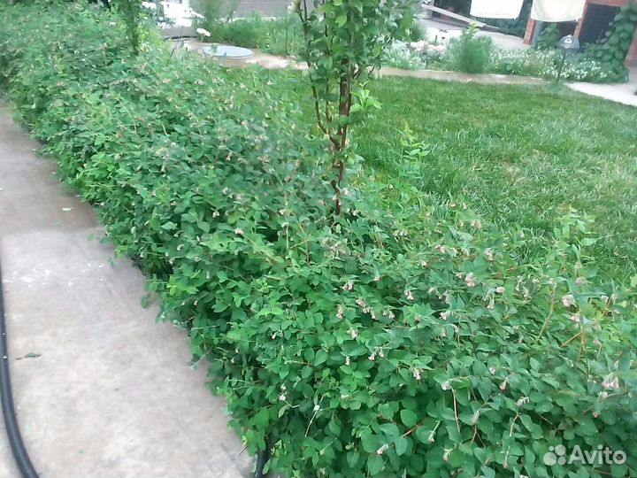 Кусты снежнеягодника