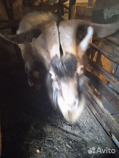 Козы, козлятами и козел