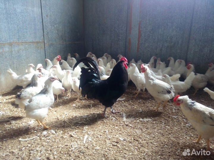 Куры-молодки, Несушки, Петушки