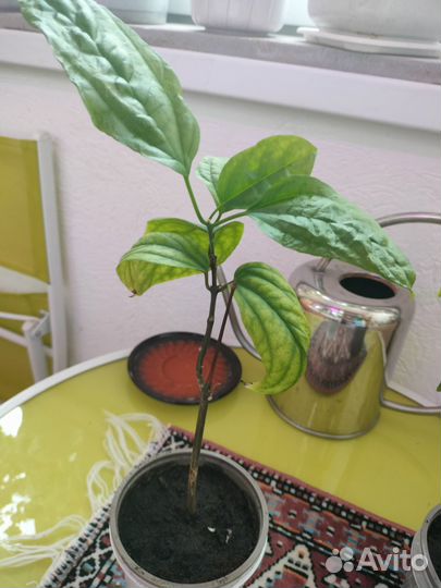 Продам укорененные черенки комнатного растения