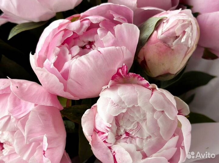 Букет пионов