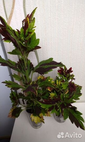 Колеусы вегетативные