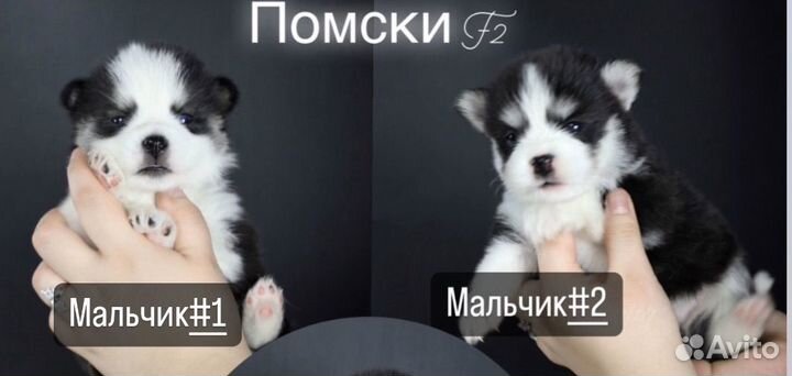 Щенки Помски Mini Хаски Original