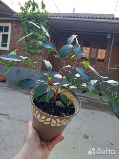 Фикус бенджамина