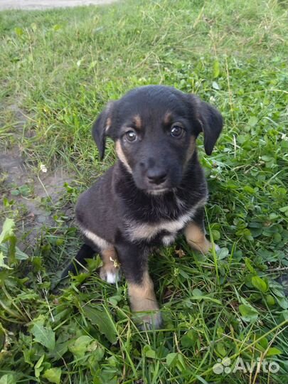 Щенок ищет дом