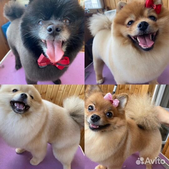 Стрижка собачек и кошек на дому и с выездом на дом