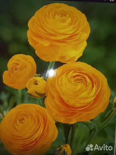 Лютики пионо видные