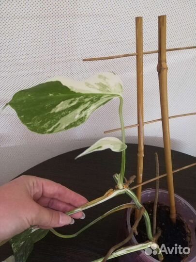 Монстера вариегатная альба