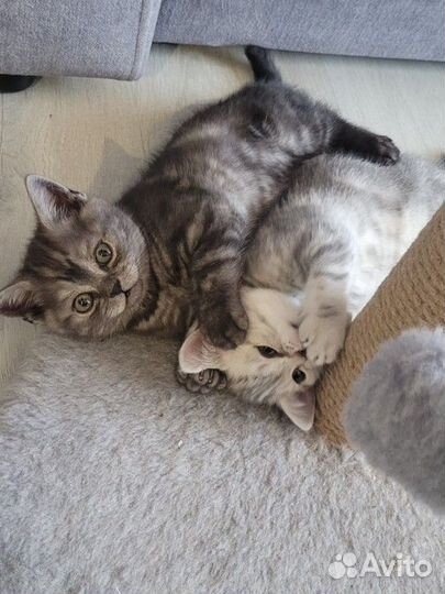 Кошки породистые