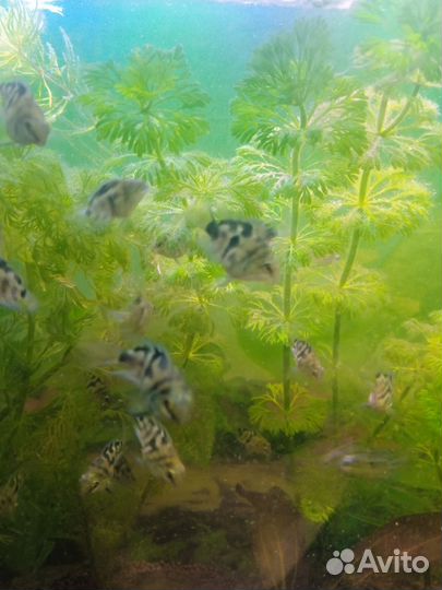 Аквариумные рыбки