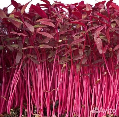 Семена для микрозелени