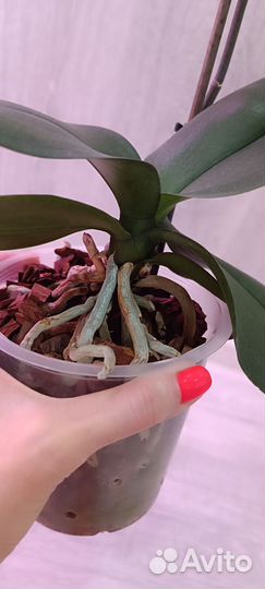 Орхидея фаленопсис мультифлора