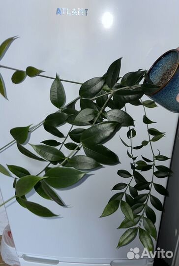 Взрослая Hoya Odorata