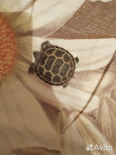 Сухопутные среднеазиатские черепашки