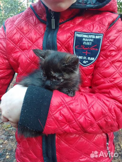 Кошечка черепахового окраса