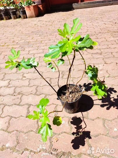 Будлея, персик,магония, гортензия, дейция и другие