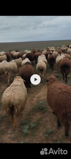 Овцы бараны ягнята