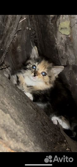 Кошка в дар бесплатно