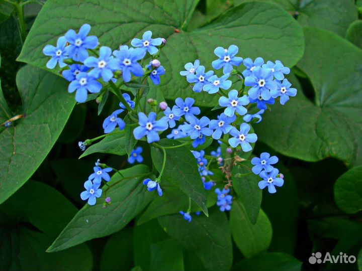 Незабудка сибирская