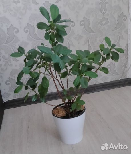 Фикус мокламе, сциндапсус