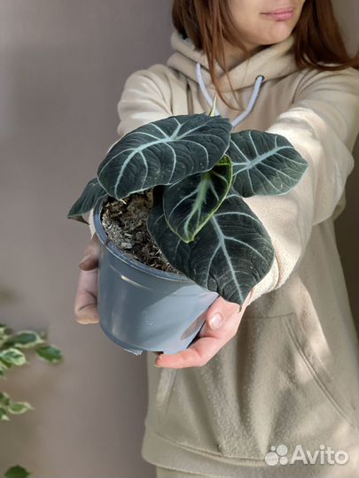 Алоказия black velvet D14