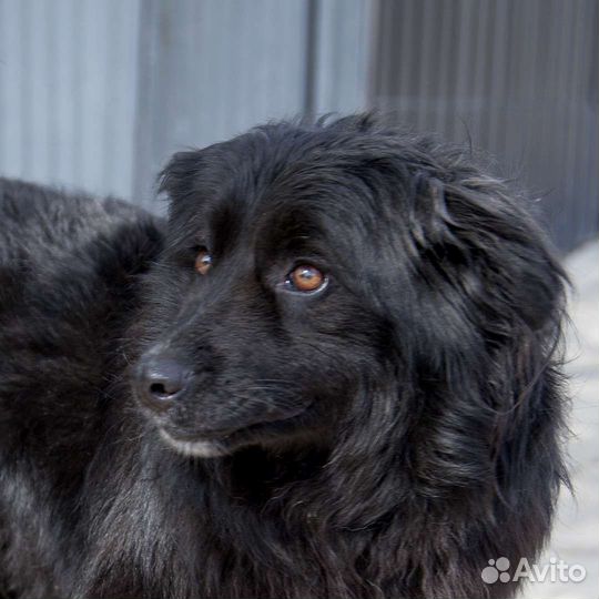 Собака в добрые руки отдам бесплатно