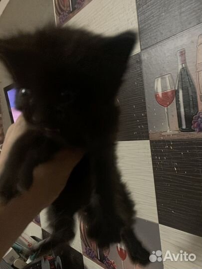 Котята в добрые руки даром
